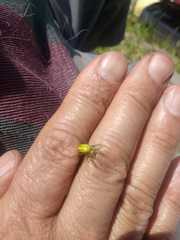 Alpaida variabilis