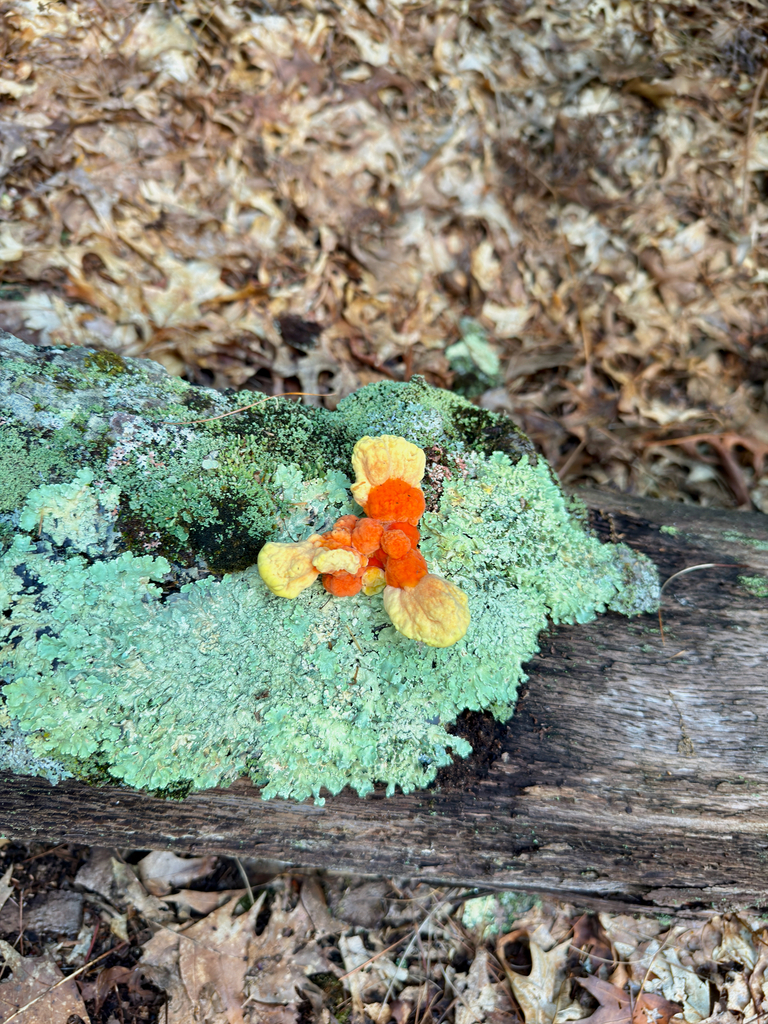 chicken of the woods · September 2026 · photo: Photo: (c) Eli Talhouk, some rights reserved (CC BY) · iNaturalist