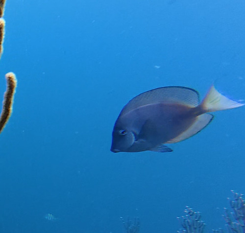 Atlantic Blue Tang