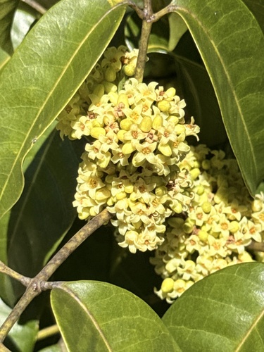 Protium heptaphyllum, 2026-09-04