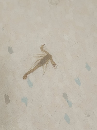 Russell's Scorpion