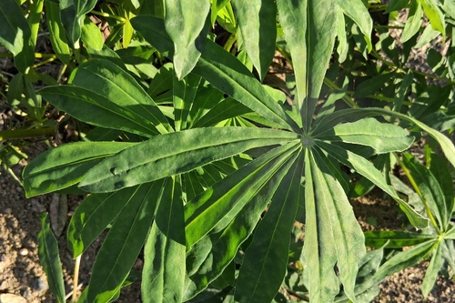 Large-leaved lupine