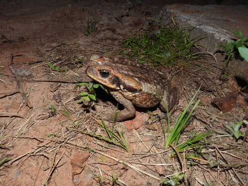 Cururu Toad