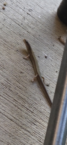 Little Brown Skink