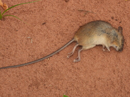 Angouya Oryzomys