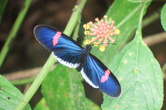 Heliconius erato cyrbia