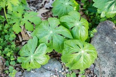 Podophyllum peltatum