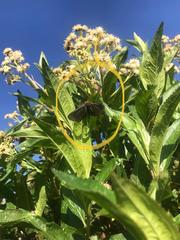 Melanchroia chephise