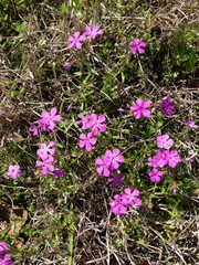 Phlox cuspidata