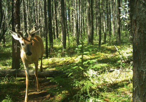 White-tailed Deer