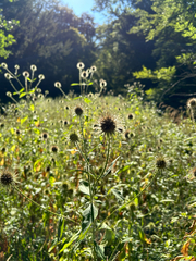 Dipsacus strigosus, photograph (c) Steven, some rights reserved (CC BY)
