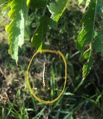 Melanchroia chephise