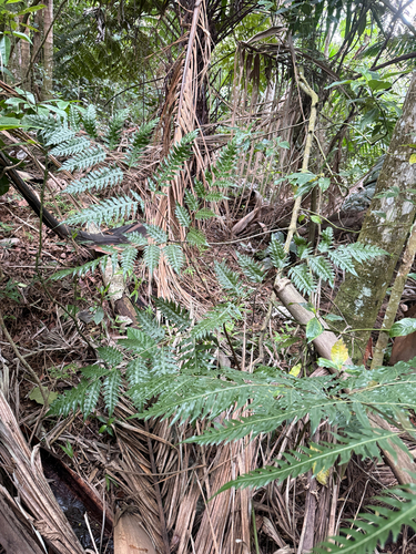 Pteris altissima observed 2026-09-01