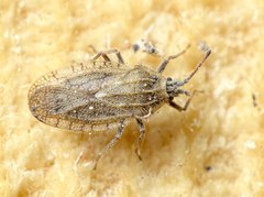 Tingis pilosa