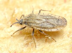 Tingis pilosa