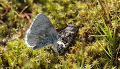 Celastrina echo