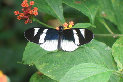 Heliconius eleuchia primularis