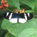 Heliconius eleuchia primularis - Photo (c) Christophe Pellet, some rights reserved (CC BY-NC), uploaded by Christophe Pellet