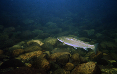 Salvelinus confluentus