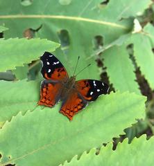 Hypanartia kefersteini