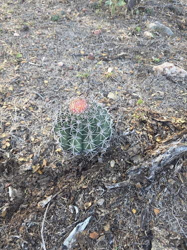 Melocactus zehntneri