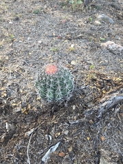Melocactus zehntneri