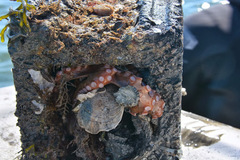 Octopus americanus