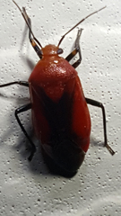 Tropidosteptes cardinalis