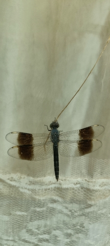 Northern Banded Groundling