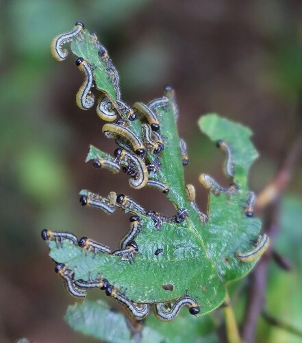 striped alder sawfly