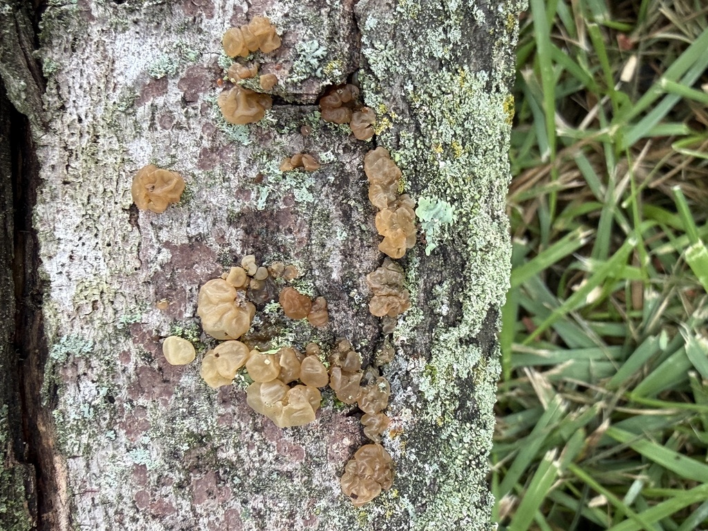 Crystal Brain Fungus · September 2026 · photo: Photo: (c) Julie Travaglini, some rights reserved (CC BY) · iNaturalist