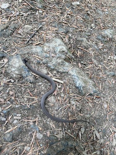 Smooth Snake