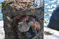 Octopus americanus