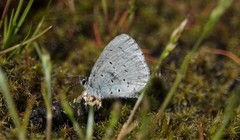 Celastrina echo