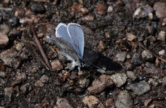 Celastrina echo