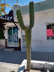 Pachycereus pringlei