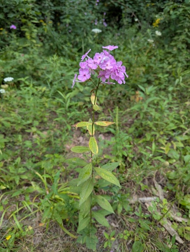 Phlox paniculata