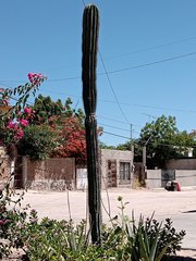 Pachycereus pringlei
