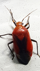 Tropidosteptes cardinalis