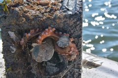 Octopus americanus