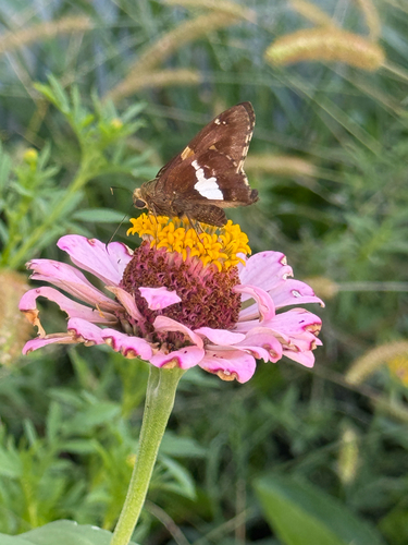 Silver-spotted Skipper