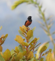 Diglossa gloriosissima