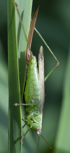 Long-winged Conehead