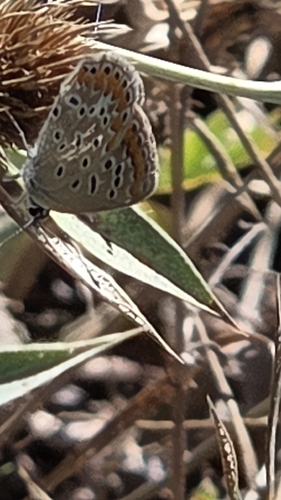 Common Blue