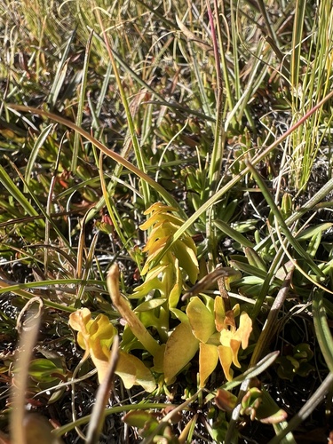 Botrychium simplex, 2026-09-01