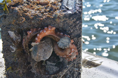 Octopus americanus