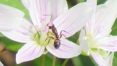 Camponotus subbarbatus