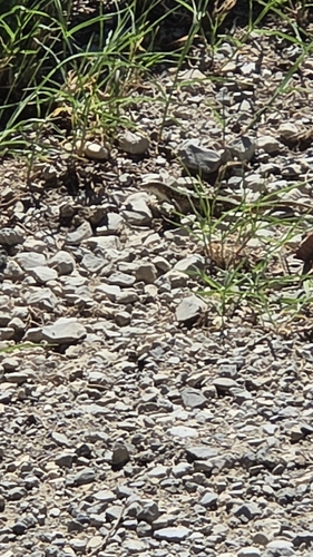 Italian Wall Lizard