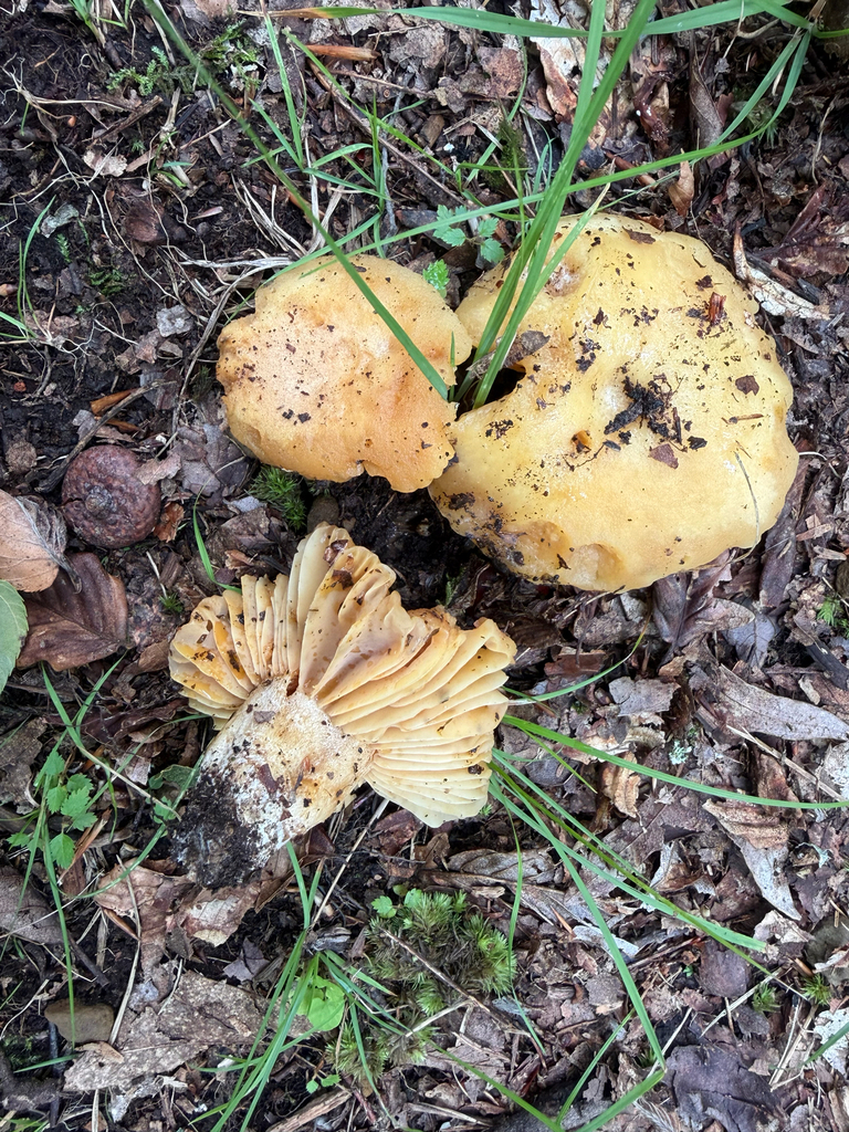 Russula earlei · September 2026 · photo: Photo: no rights reserved · iNaturalist