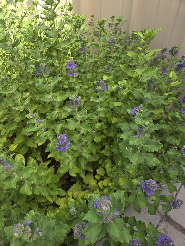 gypsum phacelia